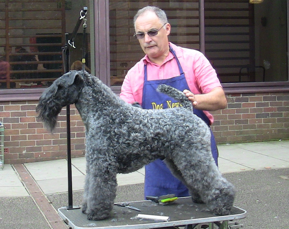 Torum kerry blue hot sale terriers