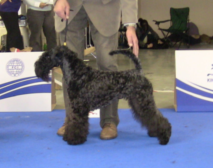 Kerry Blue Terrier Kennels @ Loukerry.de